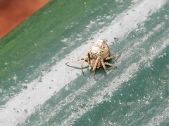 Eriovixia nigrimaculata