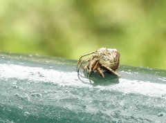 Eriovixia nigrimaculata