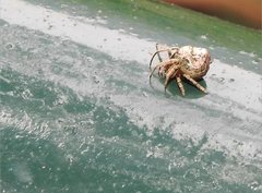 Eriovixia nigrimaculata