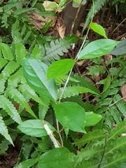 Urceola micrantha
