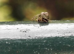 Eriovixia nigrimaculata