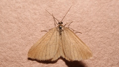 Minoa murinata