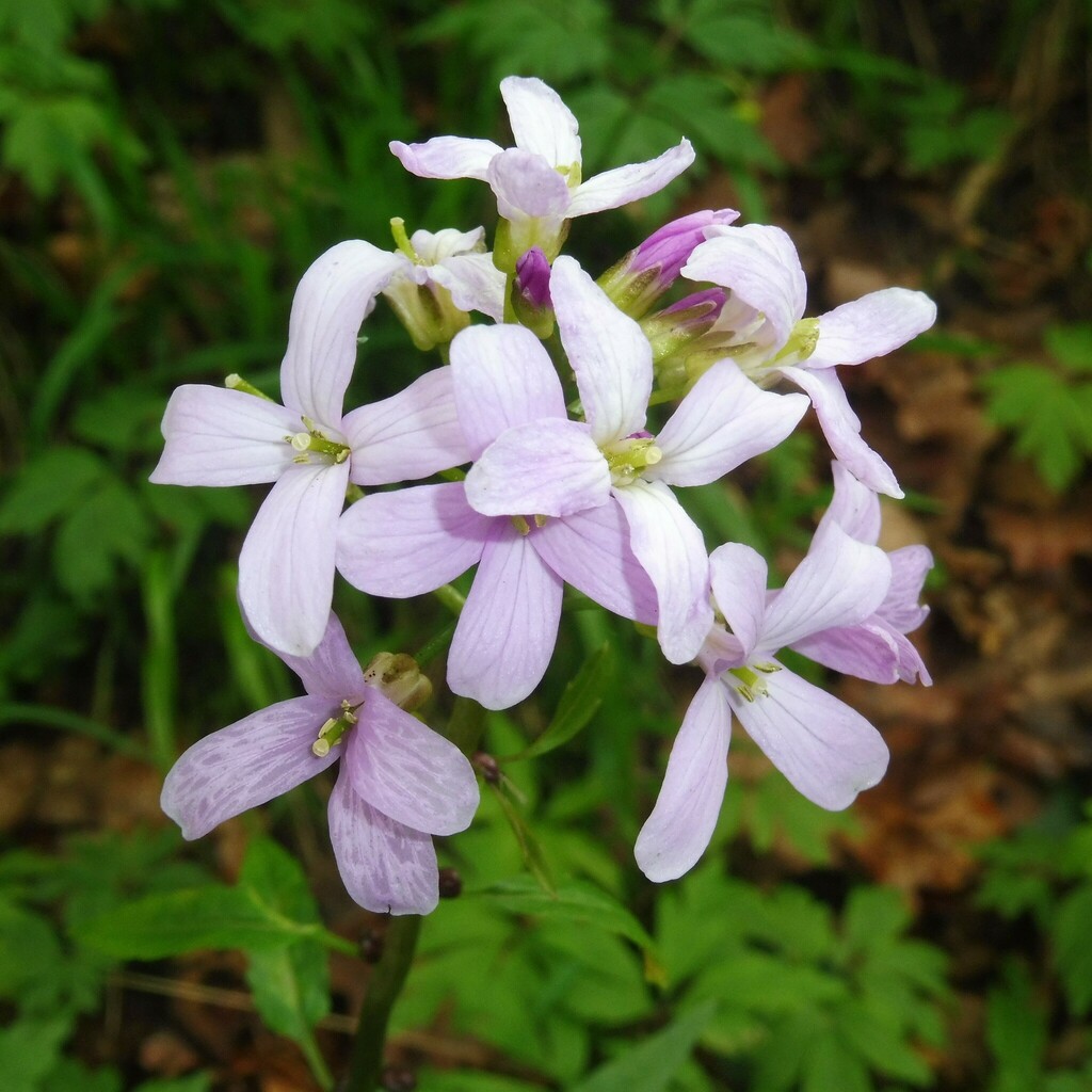 Coralroot bittercress (Cardamine bulbifera)