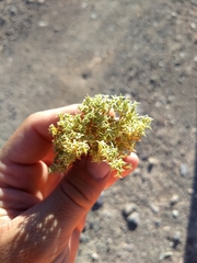 Chorizanthe corrugata