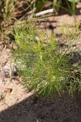 Serruria inconspicua