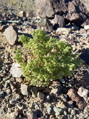 Chorizanthe corrugata