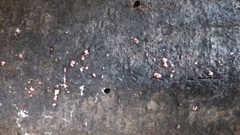 Mycogloea macrospora