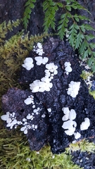 Physalacria pseudotropica