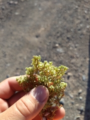 Chorizanthe corrugata