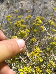 Amphipappus fremontii