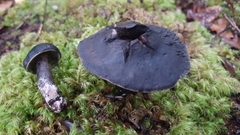 Sarcodon carbonarius