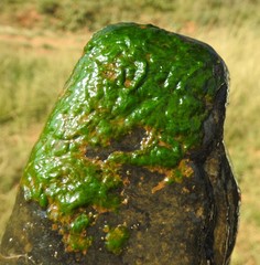 Stigeoclonium