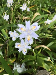 Iris japonica