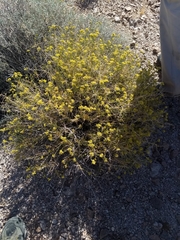 Amphipappus fremontii