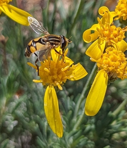Broad-headed Marsh Fly photo 4