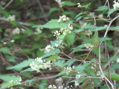 Image of Neillia incisa by (c) mami_t_t, some rights reserved (CC BY)
