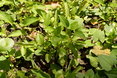 Typhonium flagelliforme