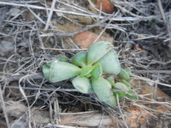 Adromischus cristatus