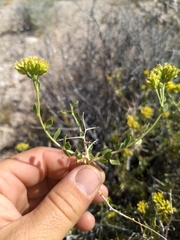 Amphipappus fremontii