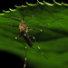 Asian Bush Mosquito - Photo (c) Katja Schulz, some rights reserved (CC BY)