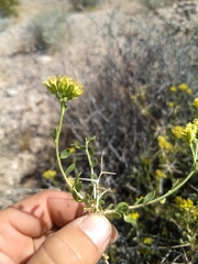 Amphipappus fremontii
