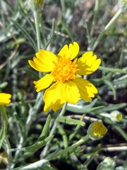 Psilostrophe cooperi