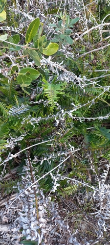 Image of Blechnum punctulatum by (c) Adele SL, some rights reserved (CC BY)