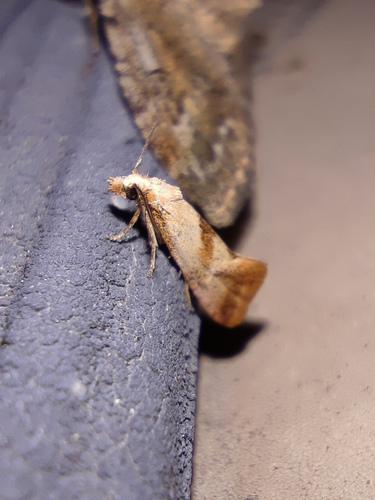 Cochylis epilinana