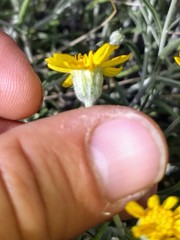 Psilostrophe cooperi