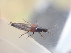 Philonthus nitidicollis