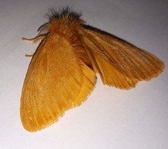Euproctis crocea