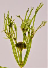 Nitella furcata