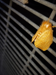 Euproctis crocea