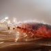 Human Lice - Photo (c) Gilles San Martin, some rights reserved (CC BY-SA)