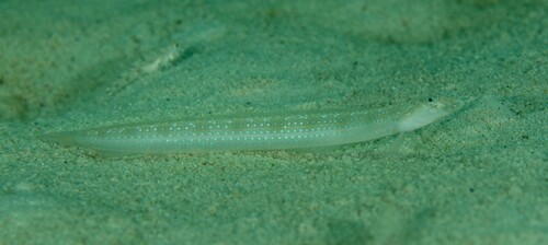 Trichonotus setiger observed 2024-04-27