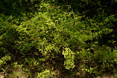 Christia vespertilionis