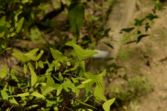 Christia vespertilionis