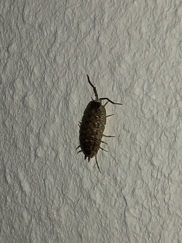 Brickwork Woodlouse, Oude Rijn, Leiden, Zuid-Holland, NL, photo 7 of 10