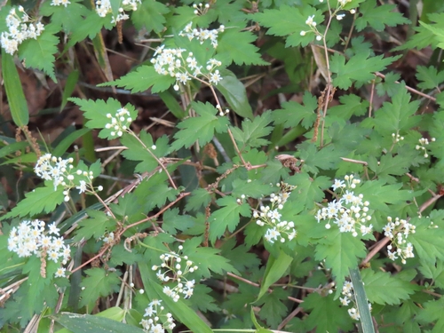 Image of Neillia incisa by (c) mami_t_t, some rights reserved (CC BY)