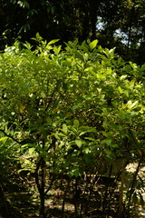 Rauvolfia serpentina