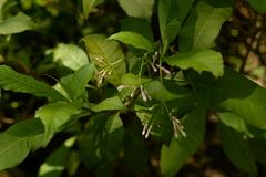 Rauvolfia serpentina