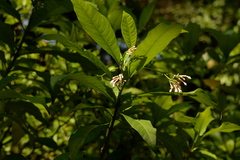 Rauvolfia serpentina