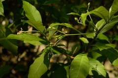 Rauvolfia serpentina