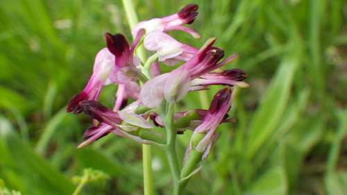 Image of Fumaria purpurea by no rights reserved