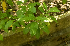 Rauvolfia serpentina