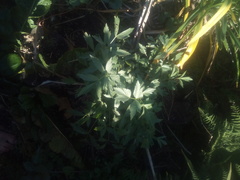 Levisticum officinale