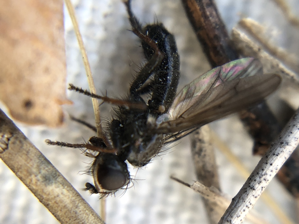 Cordilura atripennis