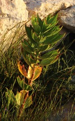 Pelargonium cucullatum strigifolium