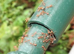 Oecophylla smaragdina