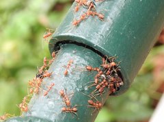 Oecophylla smaragdina